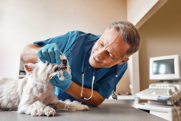 Best Walk-In Emergency Dental Services in Jarrell, TX